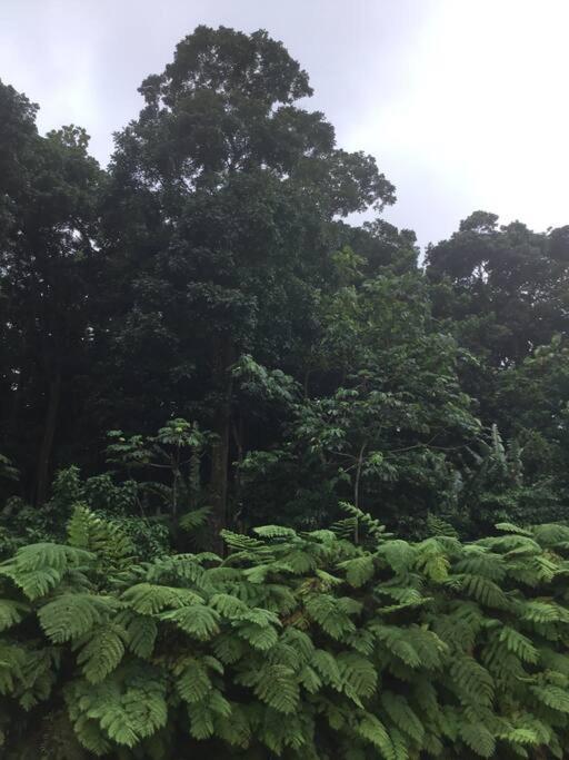 Les Lucioles 1 Beau T2 En Foret Tropicale Avec Acces Piscine Saint-Joseph Exterior foto